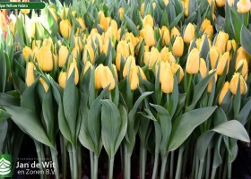 Tulipa Yellow Fabio ® (1)
